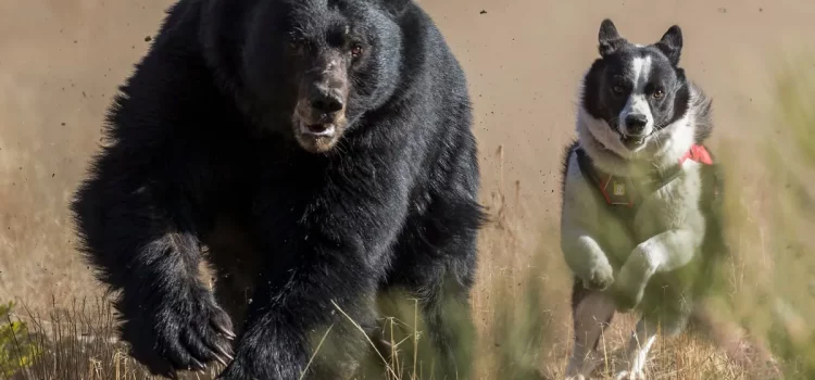 Le Nevada utilise des chiens spécialement dressés pour garder les ours noirs sauvages Le Nevada utilise des chiens spécialement dressés pour garder les ours noirs sauvages