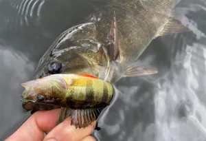 6 règles de pêche qui sont souvent (et sans le savoir) enfreintes