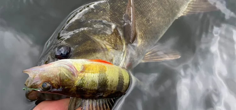 6 règles de pêche qui sont souvent (et sans le savoir) enfreintes 6 règles de pêche qui sont souvent (et sans le savoir) enfreintes