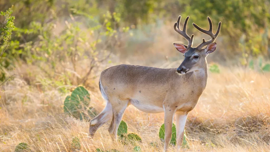 La vers bouchère frappe le Texas pendant la saison de la faon. Les responsables de la faune sont inquiets