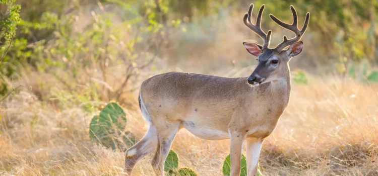 La vers bouchère frappe le Texas pendant la saison de la faon. Les responsables de la faune sont inquiets La vers bouchère frappe le Texas pendant la saison de la faon. Les responsables de la faune sont inquiets