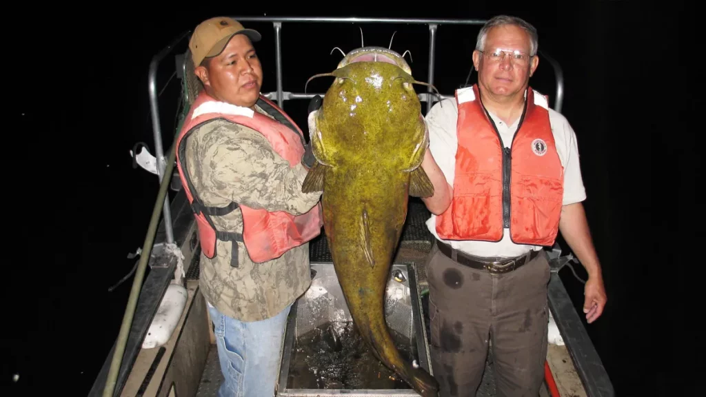 5 leçons pour attraper le poisson-chat à tête plate trophée cet été
