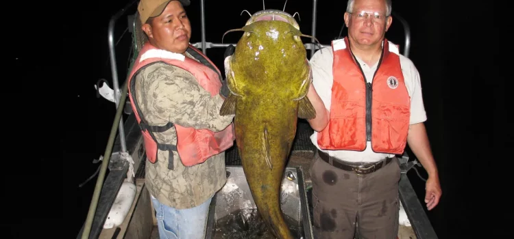 5 leçons pour attraper le poisson-chat à tête plate trophée cet été 5 leçons pour attraper le poisson-chat à tête plate trophée cet été