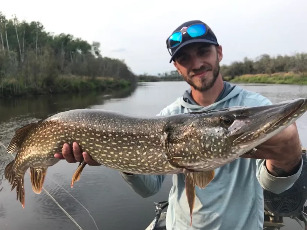 3 solutions faciles pour attraper le brochet à la volée