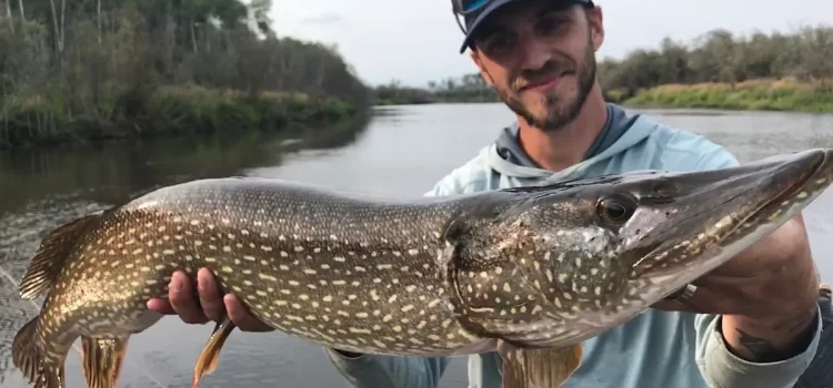 3 solutions faciles pour attraper le brochet à la volée
