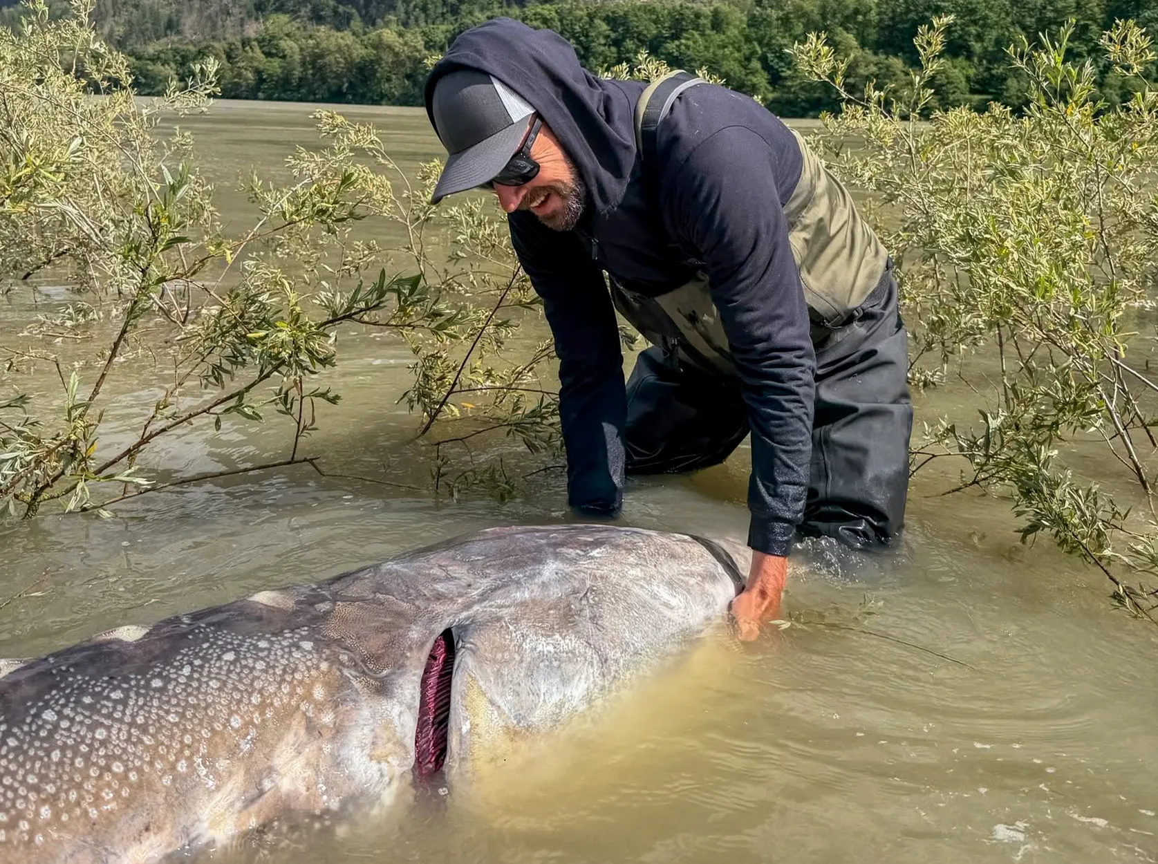 [Titre du site] Ce gigantesque esturgeon avait besoin de deux mètres à ruban et aurait battu le record du monde