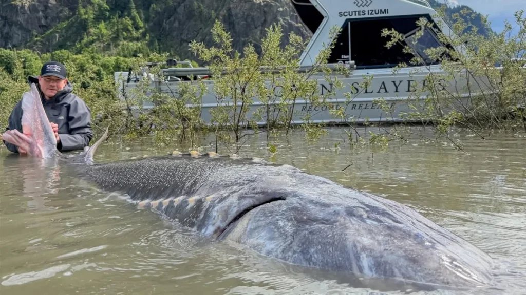 Ce gigantesque esturgeon avait besoin de deux mètres à ruban et aurait battu le record du monde