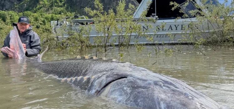 Ce gigantesque esturgeon avait besoin de deux mètres à ruban et aurait battu le record du monde
