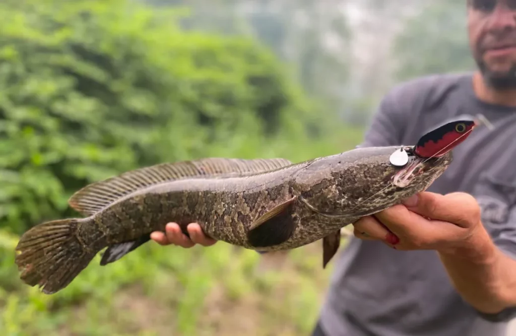 Oui, vous pouvez manger des têtes de serpent. Ils sont délicieux