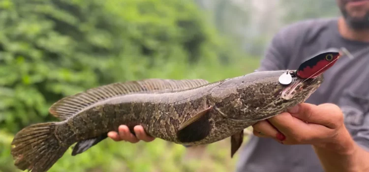 Oui, vous pouvez manger des têtes de serpent. Ils sont délicieux Oui, vous pouvez manger des têtes de serpent. Ils sont délicieux