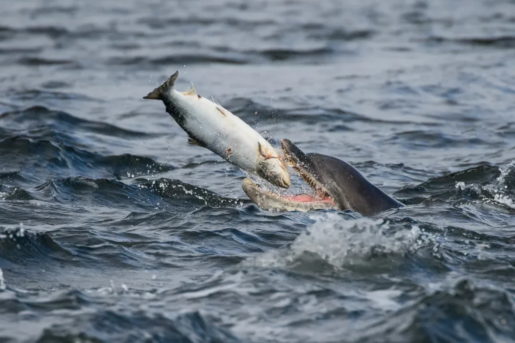 3 raisons pour lesquelles les dauphins ne deviennent (presque) jamais accros aux pêcheurs récréatifs
