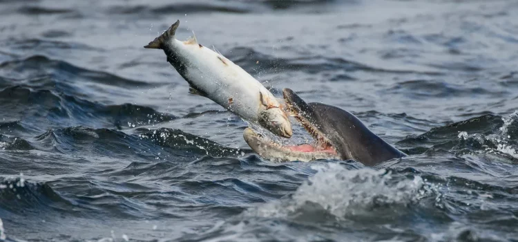 3 raisons pour lesquelles les dauphins ne deviennent (presque) jamais accros aux pêcheurs récréatifs 3 raisons pour lesquelles les dauphins ne deviennent (presque) jamais accros aux pêcheurs récréatifs