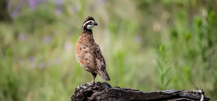 Le programme qui rémunère les agriculteurs pour aider la faune pourrait bien bénéficier d’une mise à niveau majeure Le programme qui rémunère les agriculteurs pour aider la faune pourrait bien bénéficier d’une mise à niveau majeure