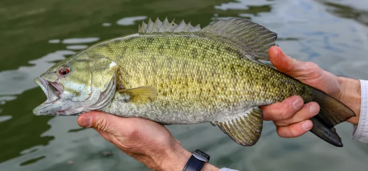 Comment attraper l'achigan à petite bouche dans les rivières
