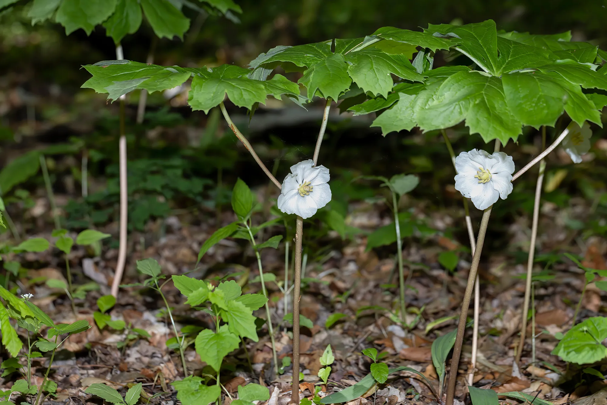[Titre du site] 8 plantes sauvages communes qui sont toxiques pour votre chien