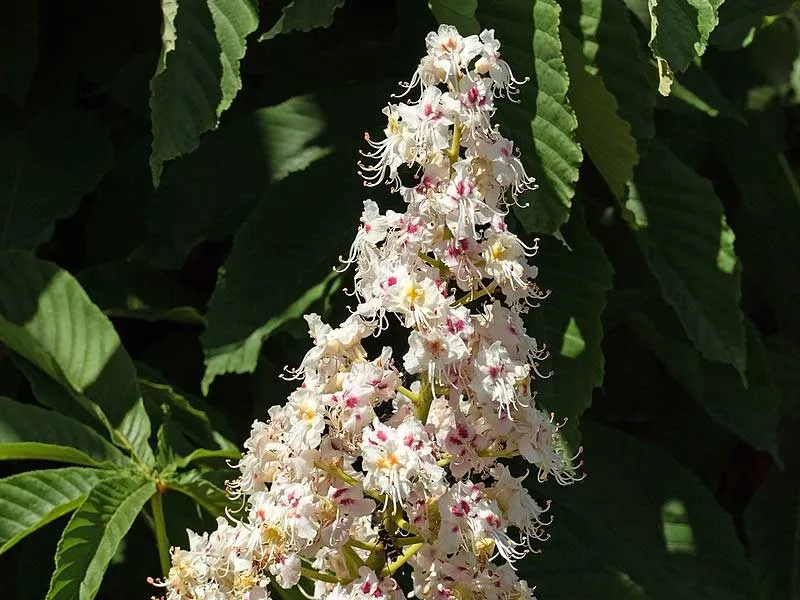 [Titre du site] 8 plantes sauvages communes qui sont toxiques pour votre chien
