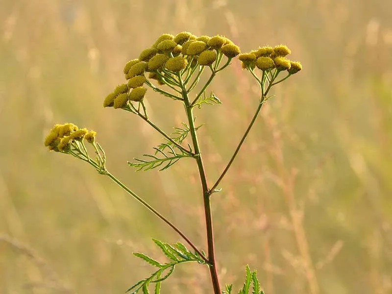 [Titre du site] 8 plantes sauvages communes qui sont toxiques pour votre chien