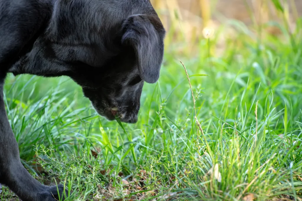 8 plantes sauvages communes qui sont toxiques pour votre chien