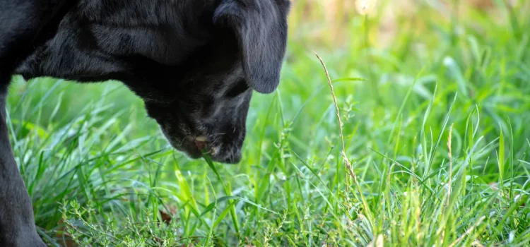 8 plantes sauvages communes qui sont toxiques pour votre chien
