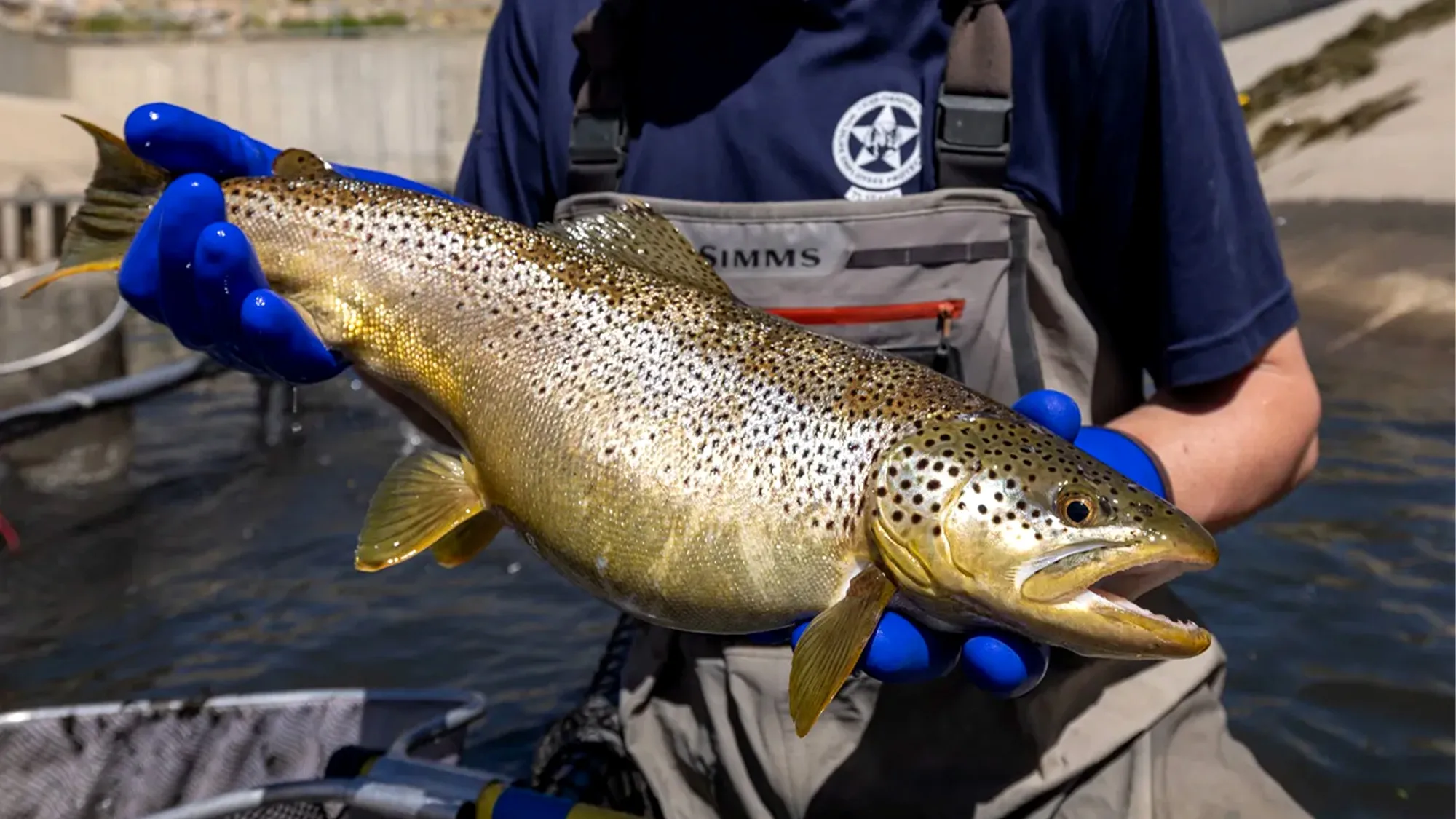 [Titre du site] Les autorités récupèrent environ 1 000 truites trophées du réservoir du Colorado frappé par la sécheresse