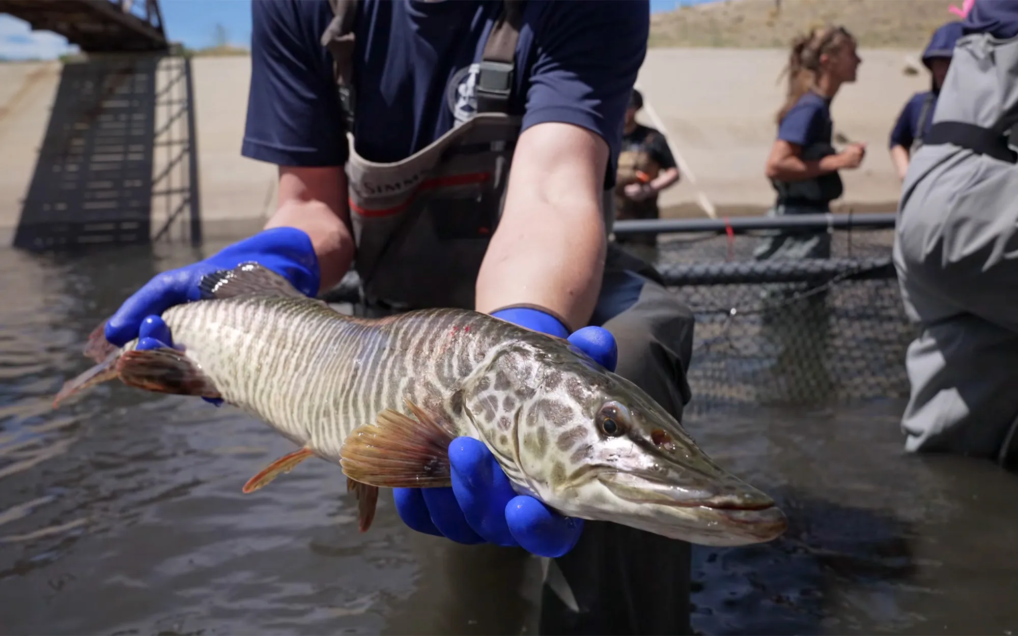 [Titre du site] Les autorités récupèrent environ 1 000 truites trophées du réservoir du Colorado frappé par la sécheresse