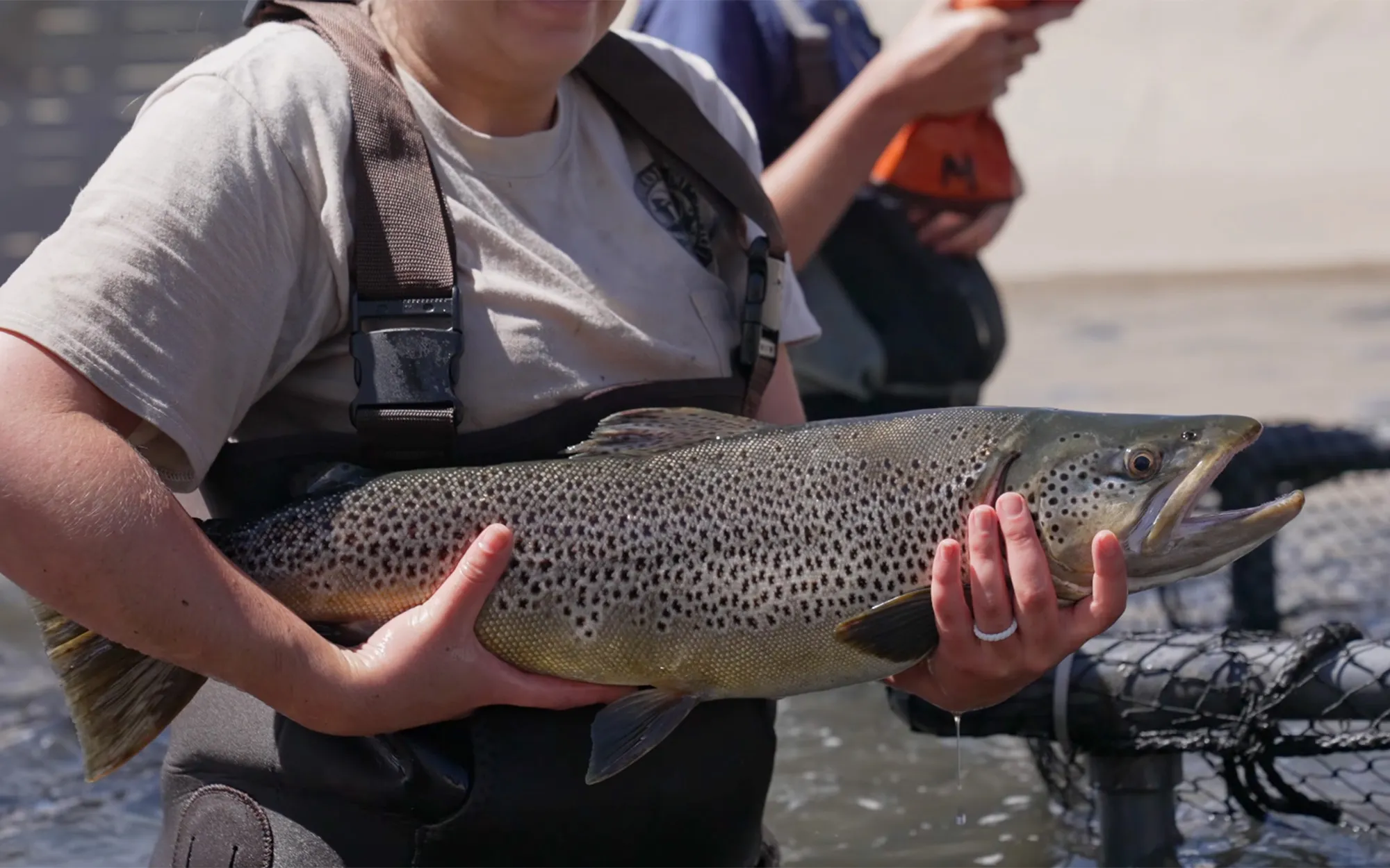 [Titre du site] Les autorités récupèrent environ 1 000 truites trophées du réservoir du Colorado frappé par la sécheresse