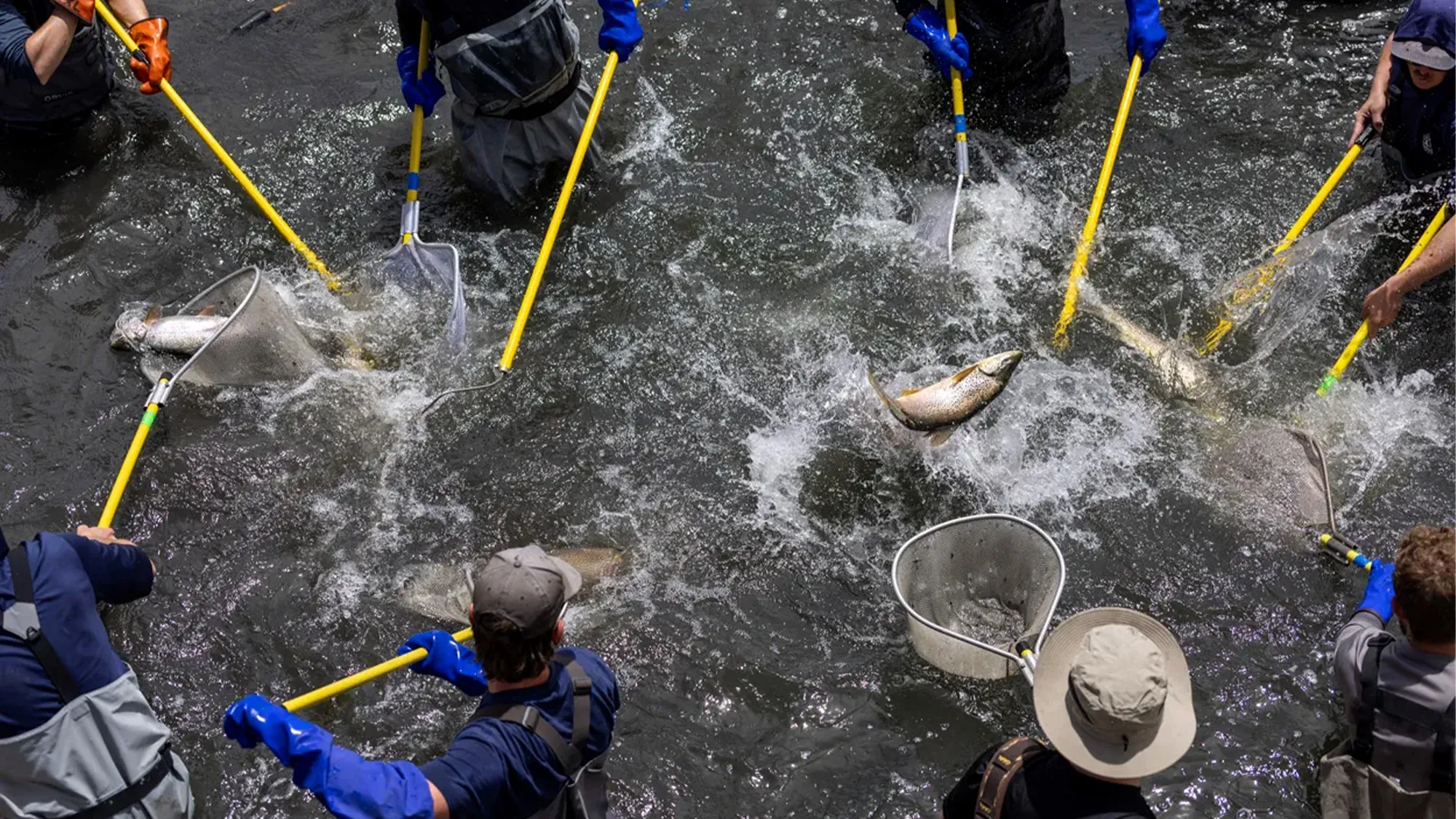 [Titre du site] Les autorités récupèrent environ 1 000 truites trophées du réservoir du Colorado frappé par la sécheresse