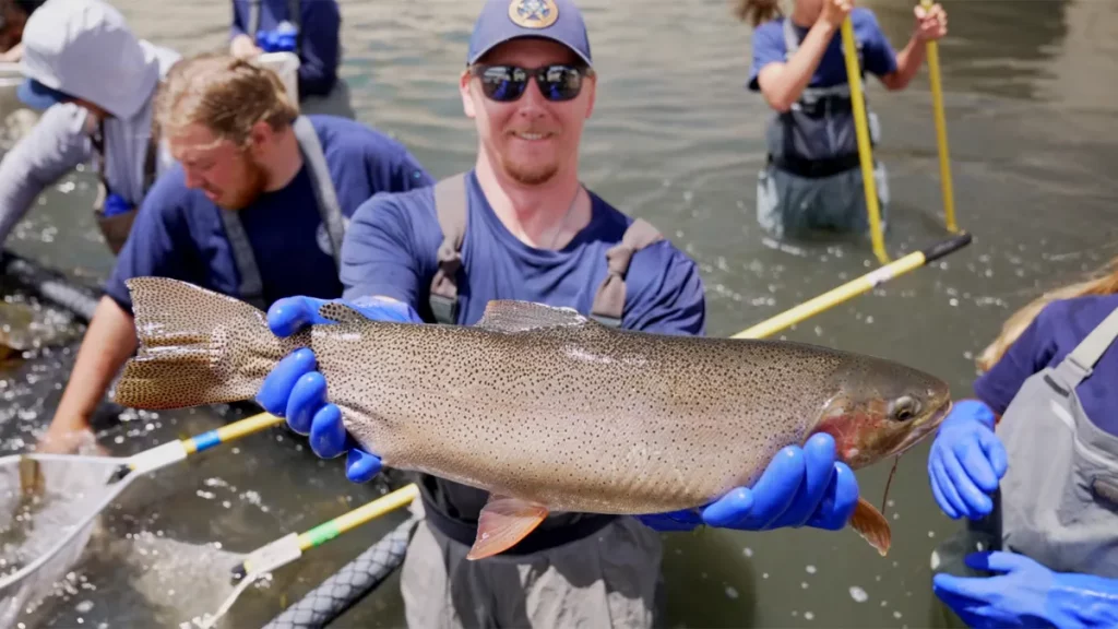 Les autorités récupèrent environ 1 000 truites trophées du réservoir du Colorado frappé par la sécheresse