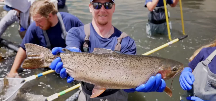 Les autorités récupèrent environ 1 000 truites trophées du réservoir du Colorado frappé par la sécheresse
