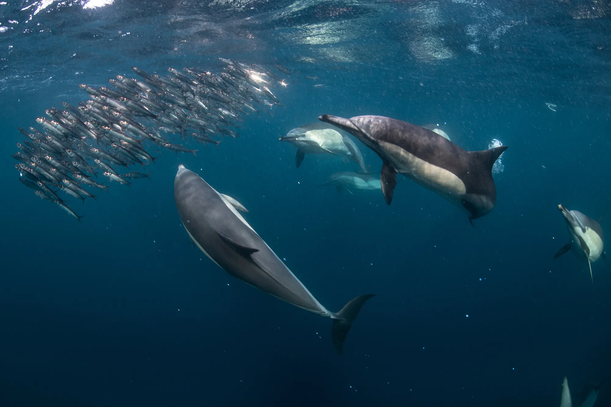 [Titre du site] 3 raisons pour lesquelles les dauphins ne deviennent (presque) jamais accros aux pêcheurs récréatifs