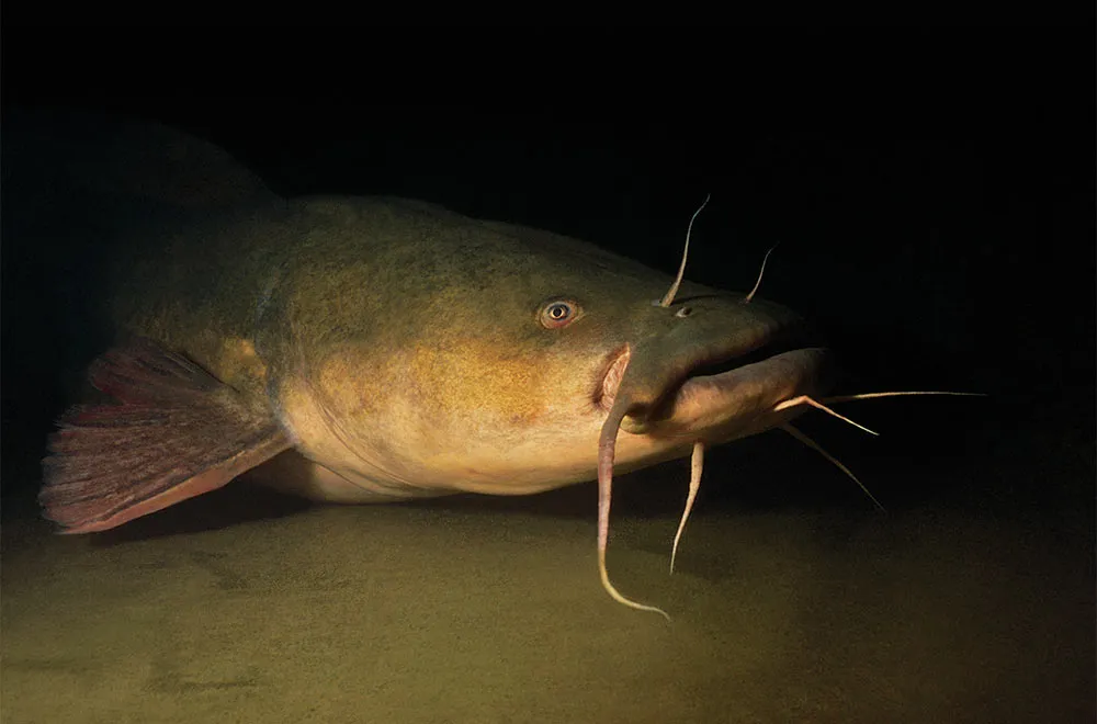 [Titre du site] 5 leçons pour attraper le poisson-chat à tête plate trophée cet été