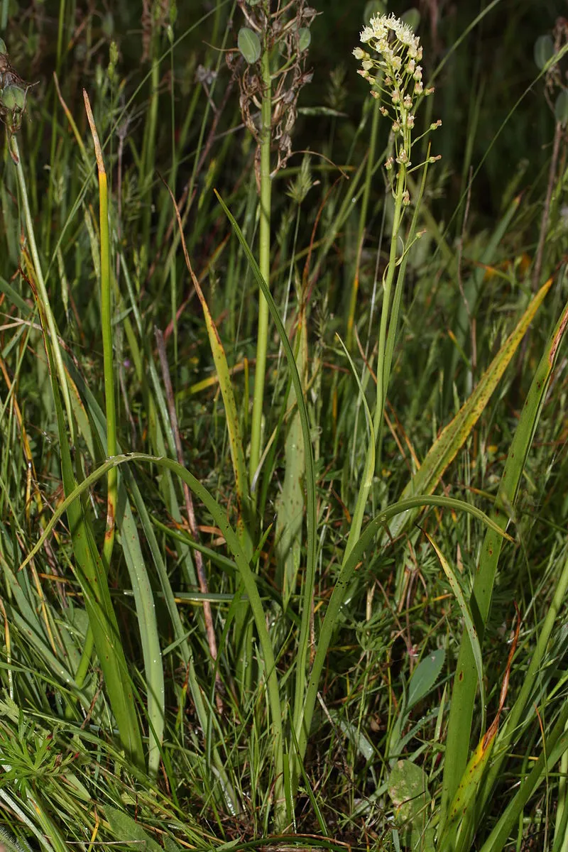 [Titre du site] 8 plantes sauvages communes qui sont toxiques pour votre chien