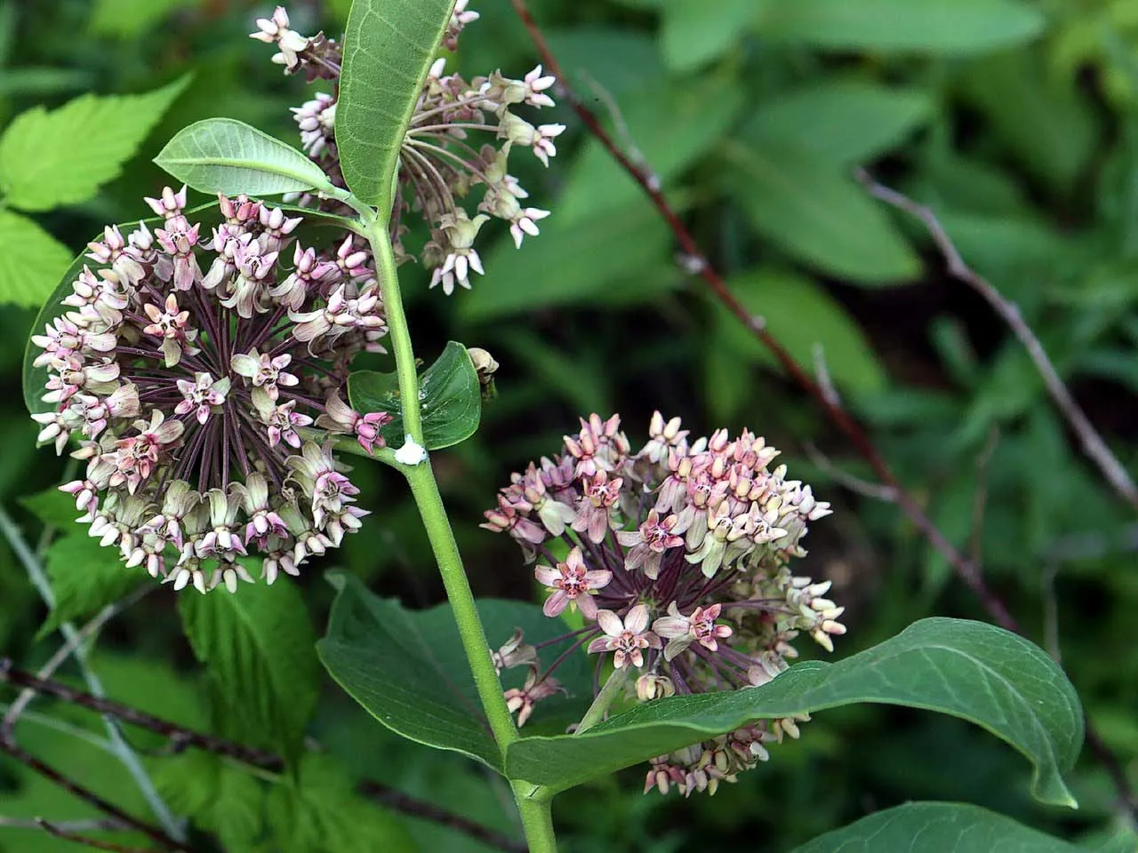 [Titre du site] 8 plantes sauvages communes qui sont toxiques pour votre chien