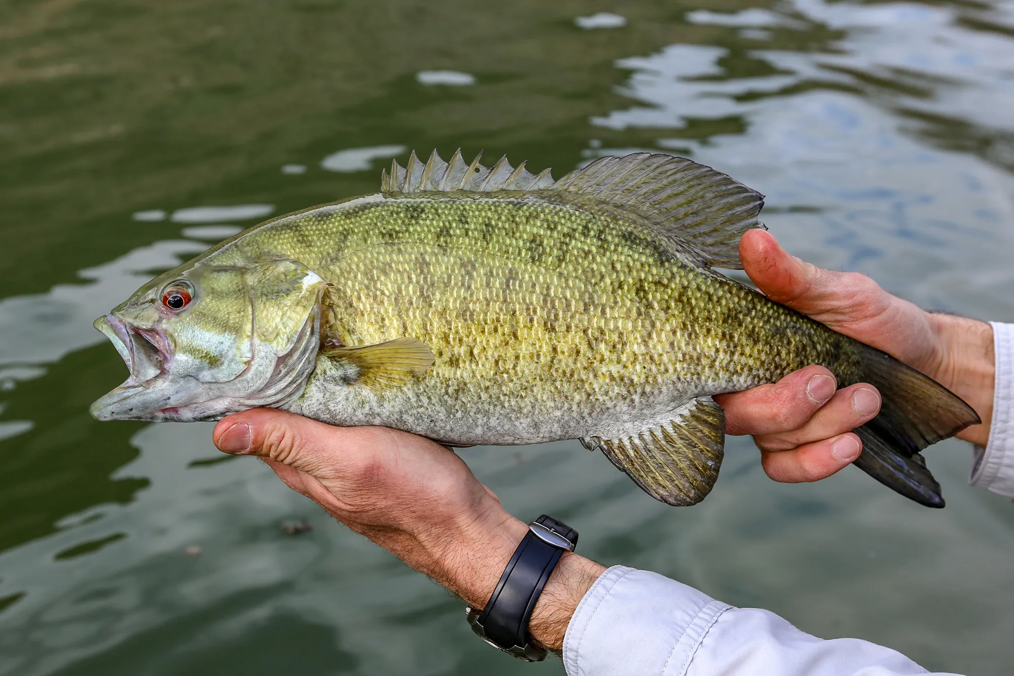 [Titre du site] Comment attraper l'achigan à petite bouche dans les rivières