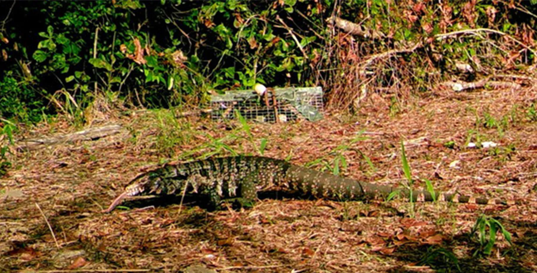 [Titre du site] Des lézards envahissants de la taille d'un chien se propagent en Géorgie, préviennent les responsables