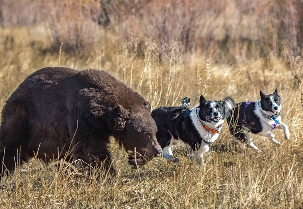 [Titre du site] Le Nevada utilise des chiens spécialement dressés pour garder les ours noirs sauvages