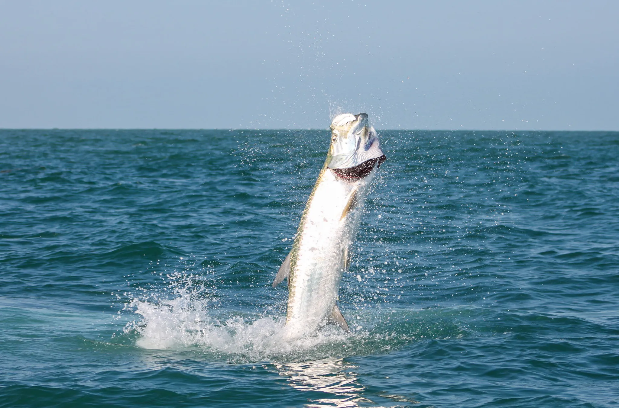 [Titre du site] Les 5 poissons les plus difficiles à accrocher