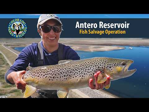 [Titre du site] Les autorités récupèrent environ 1 000 truites trophées du réservoir du Colorado frappé par la sécheresse