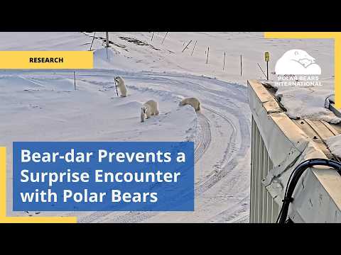 [Titre du site] Les développeurs de Bear-dar affirment que la nouvelle technologie d'IA aide déjà à prévenir les conflits liés aux ours polaires dans l'Arctique