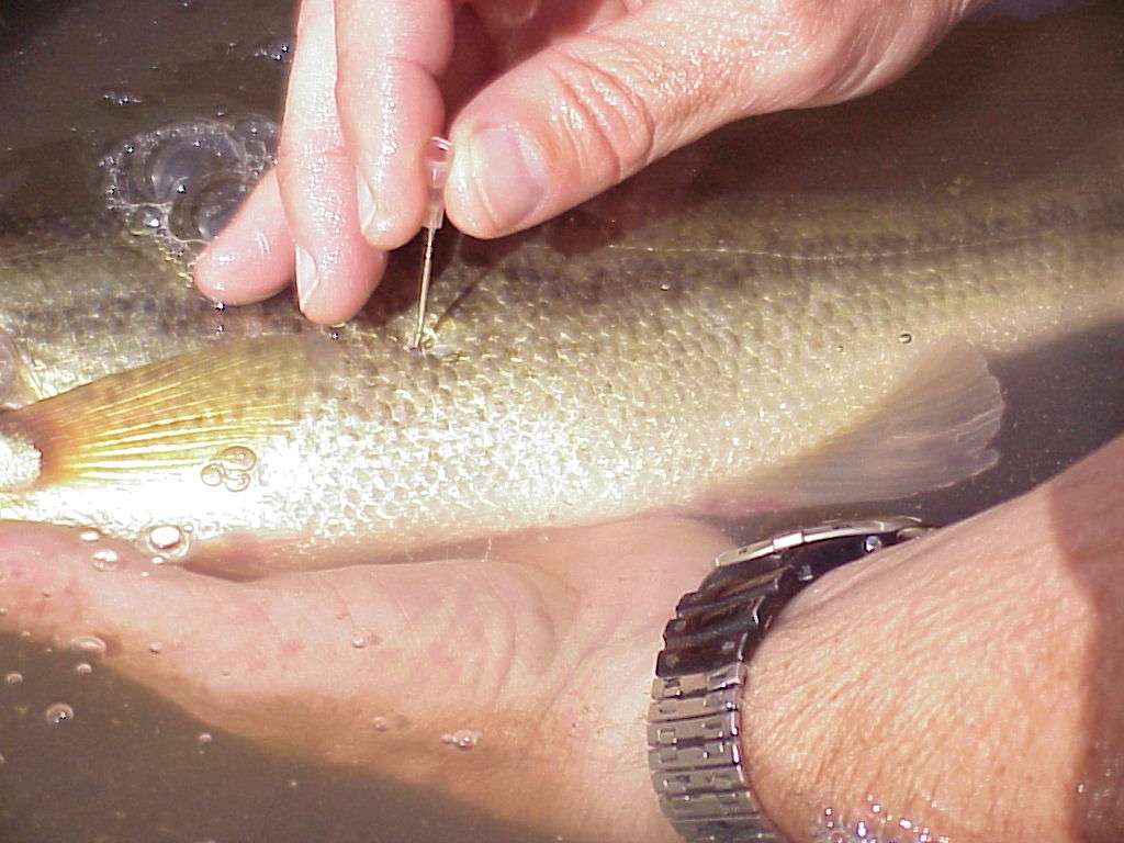 [Titre du site] Les pêcheurs de bar sérieux devraient savoir quand faire du poisson pétillant. Voici comment le faire en toute sécurité