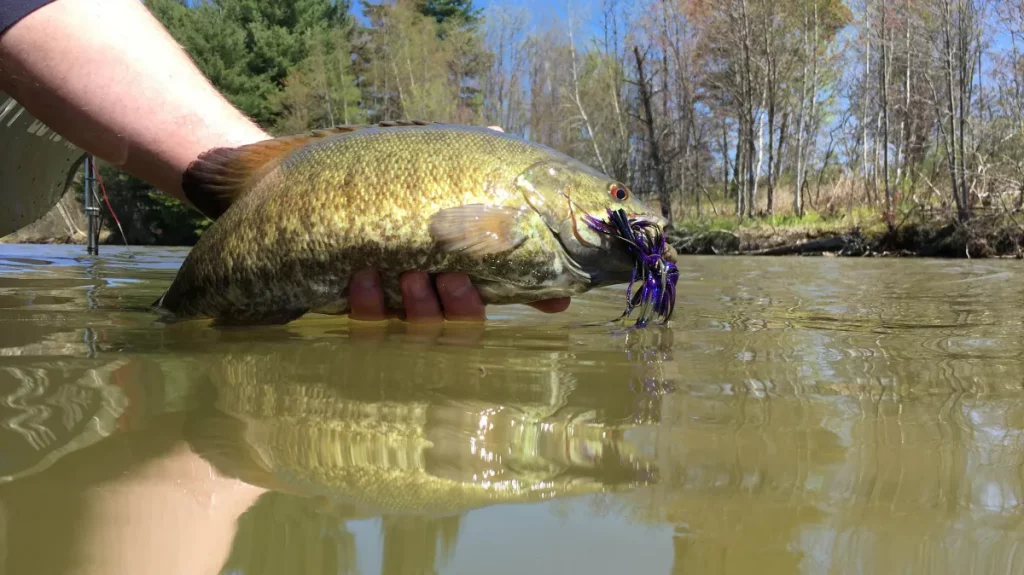 Comment attraper du gros bar dans l’eau boueuse