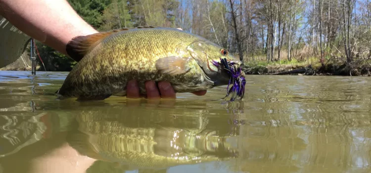 Comment attraper du gros bar dans l’eau boueuse

