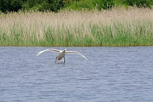 Parc Regional de la Brenne