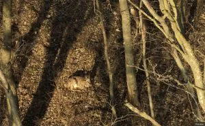 Les chasseurs du Missouri peuvent désormais utiliser des drones pour récupérer des cerfs, des dindes et d'autres gibiers