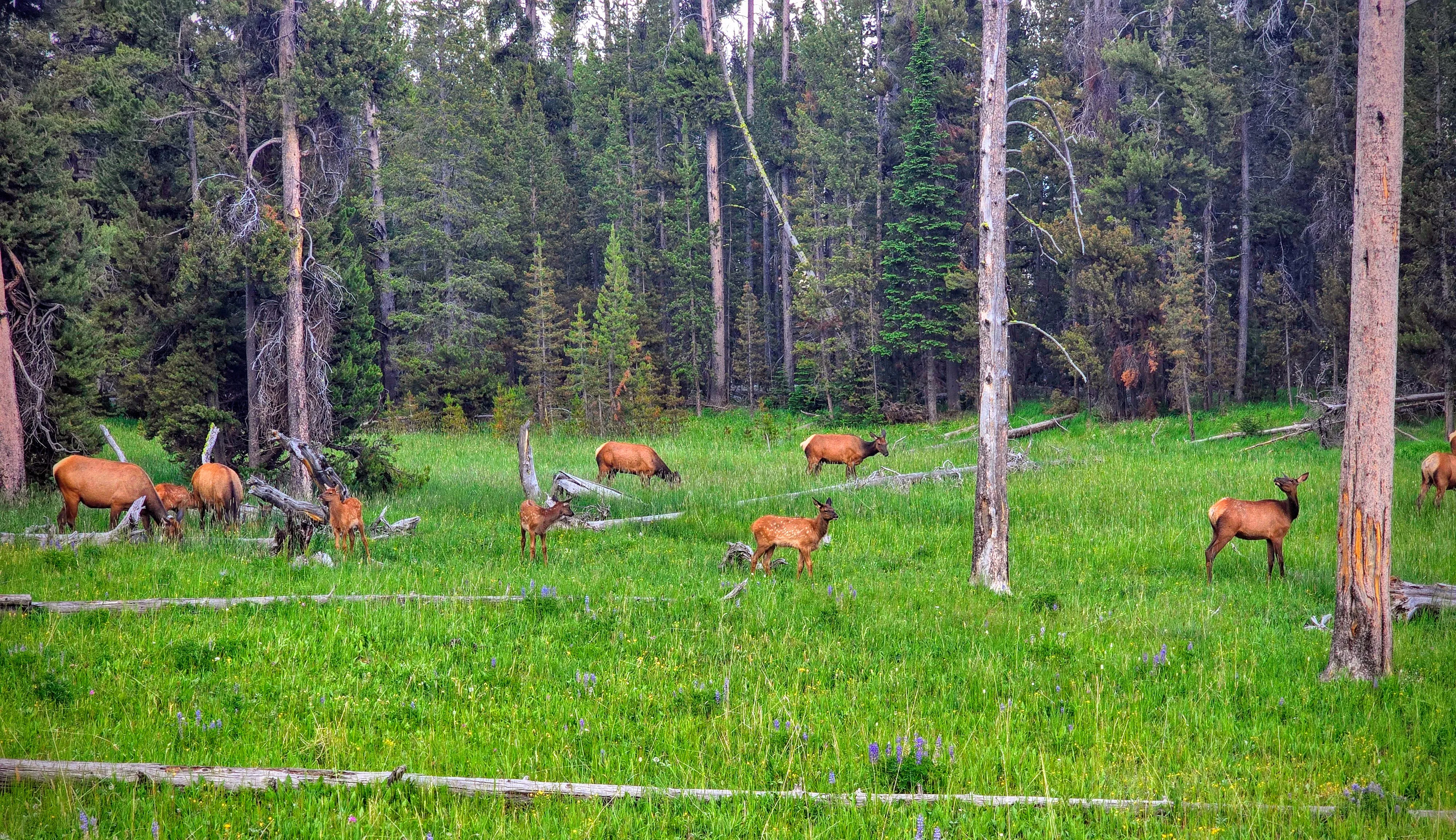 Un troupeau d'élans paissent dans une prairie ouverte du parc national de Yellowstone.