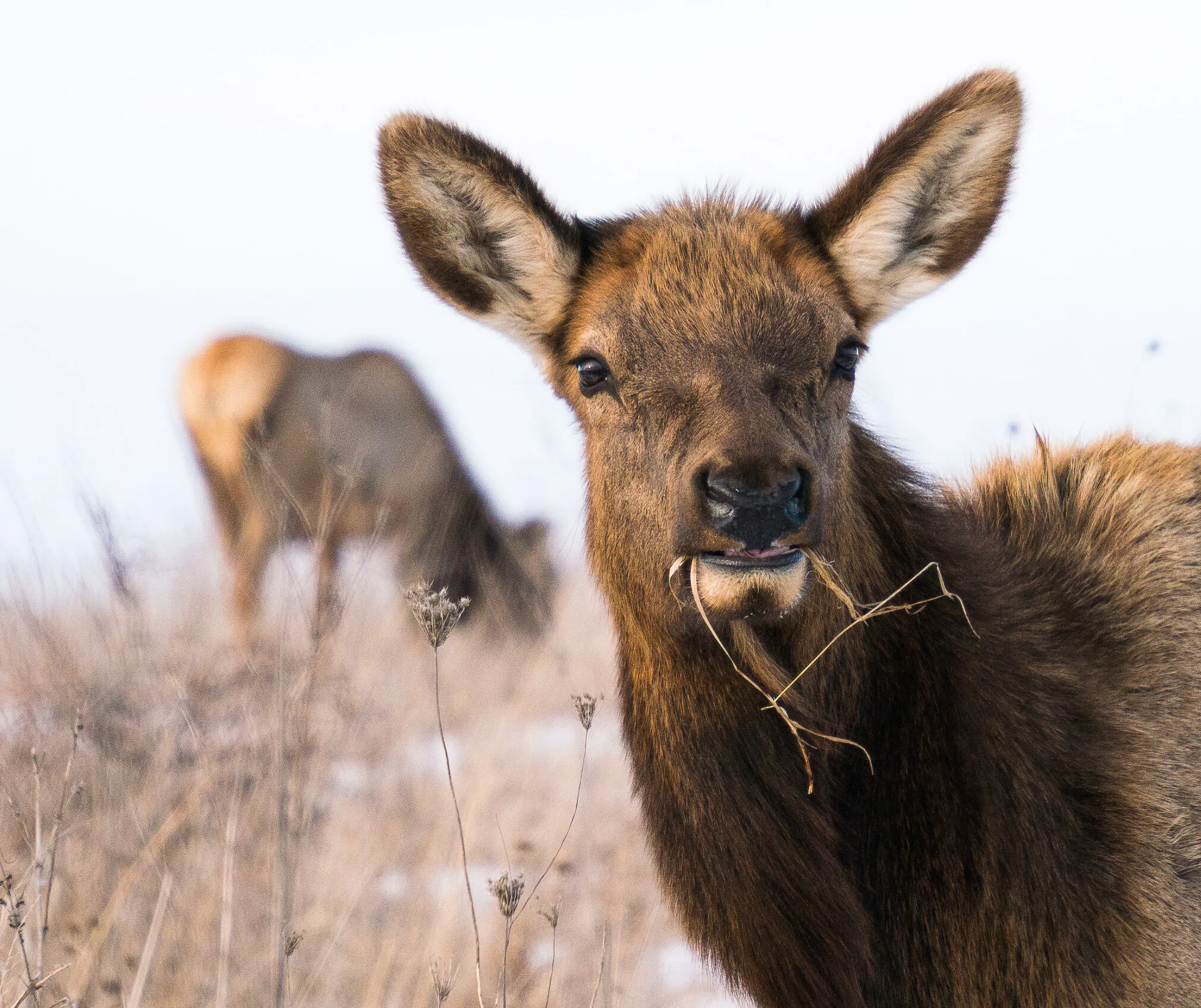 Une femelle wapiti mange de l'herbe en hiver.