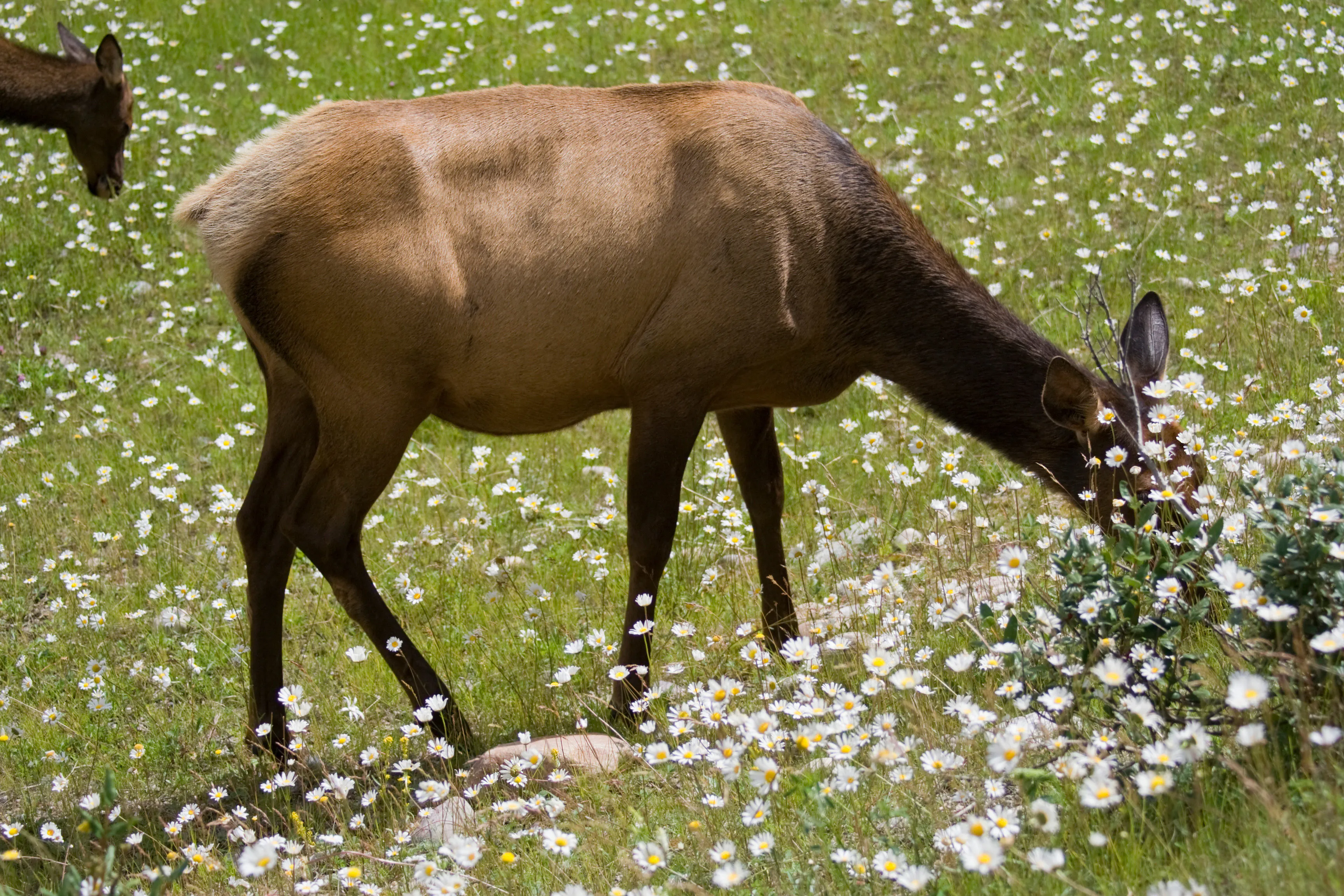 Un élan mange de l'herbe et des fleurs en été.