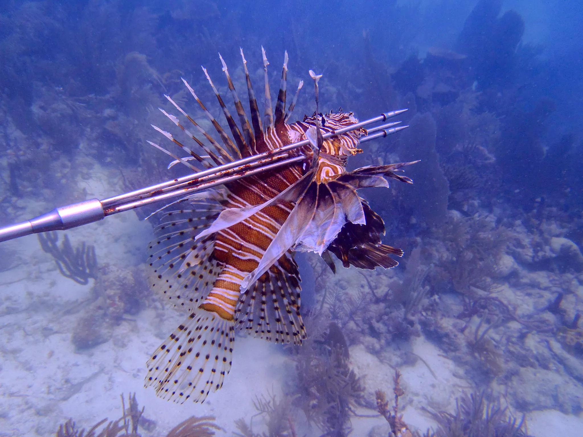Une perche transperce un poisson-lion