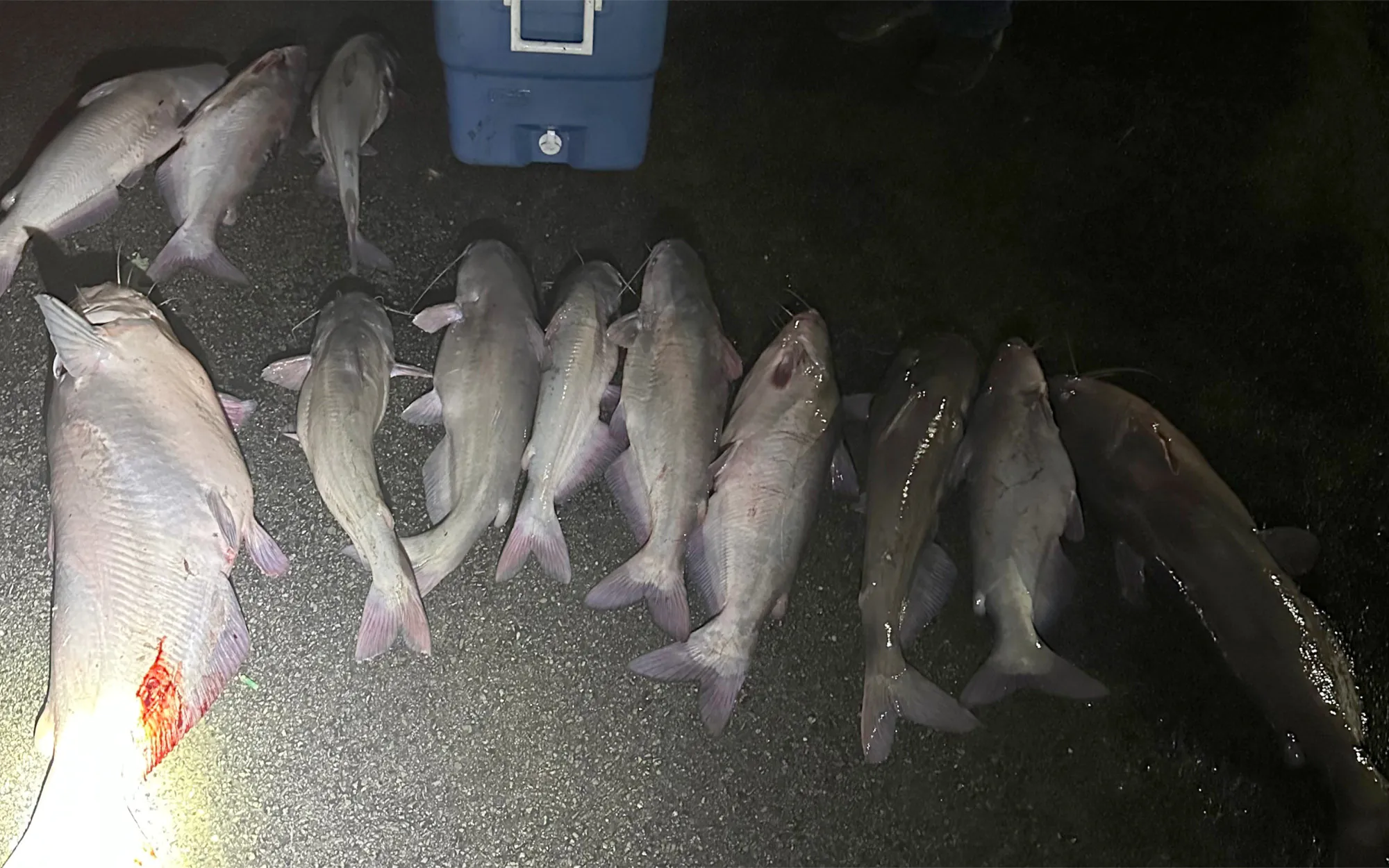 Des poissons-chats pêchés illégalement reposent près d'une glacière. 