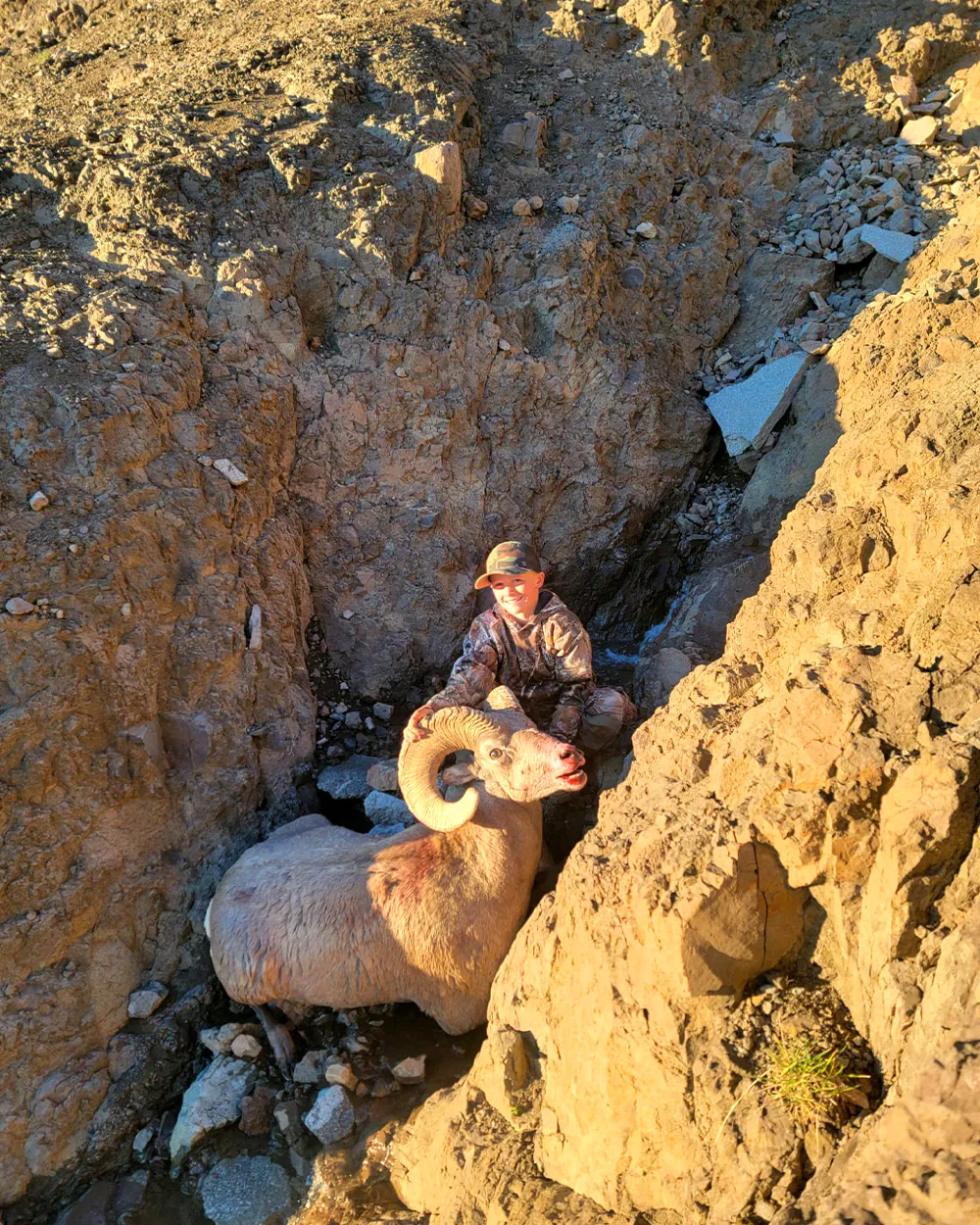 Un jeune chasseur récupère un mouflon d'Amérique.